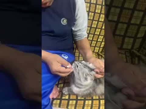 رنجو قلب الاسد