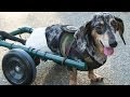 Paralyzed Dog Gets Wheels - Ricky Bobby