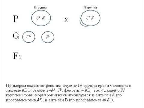 Кодоминирование на примере групп крови