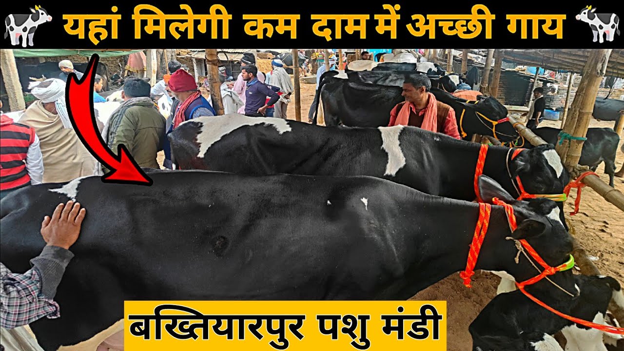 कम कीमत में अच्छी नस्ल की गाय यहां मिलेगी 🐄 | Cow Market Bakhtiyarpur | Cow Market Patna | गाय मंडी