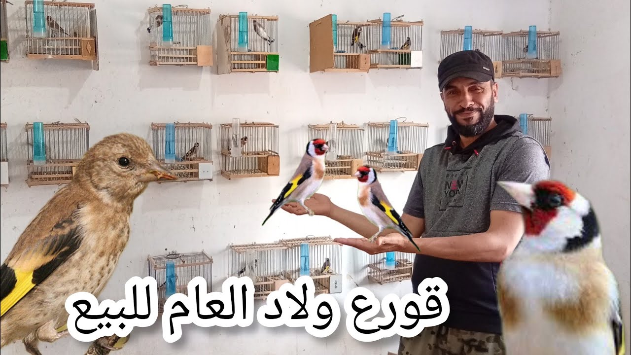 زيارة عند الأخ عبد الرحيم قورع ولاد العام و طيور الحسون للبيع الهاتف 0698661160 تحياتي للجميع ❤️