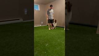 Dumbbell Training: Teaching My Dog to be Obedient (and Cool) Dumbbell Training: Teaching My Dog to be Obedient (and Cool)