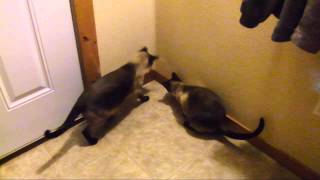 Padme` and Chewy playing with June Bugs by Tania Deviller 3,046 views 10 years ago 27 seconds
