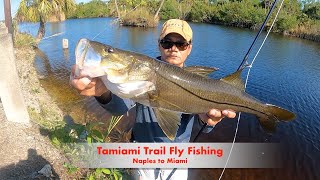 Fly Fishing the Tamiami Trail US 41 from Naples to Miami, Florida Snook on a fly!