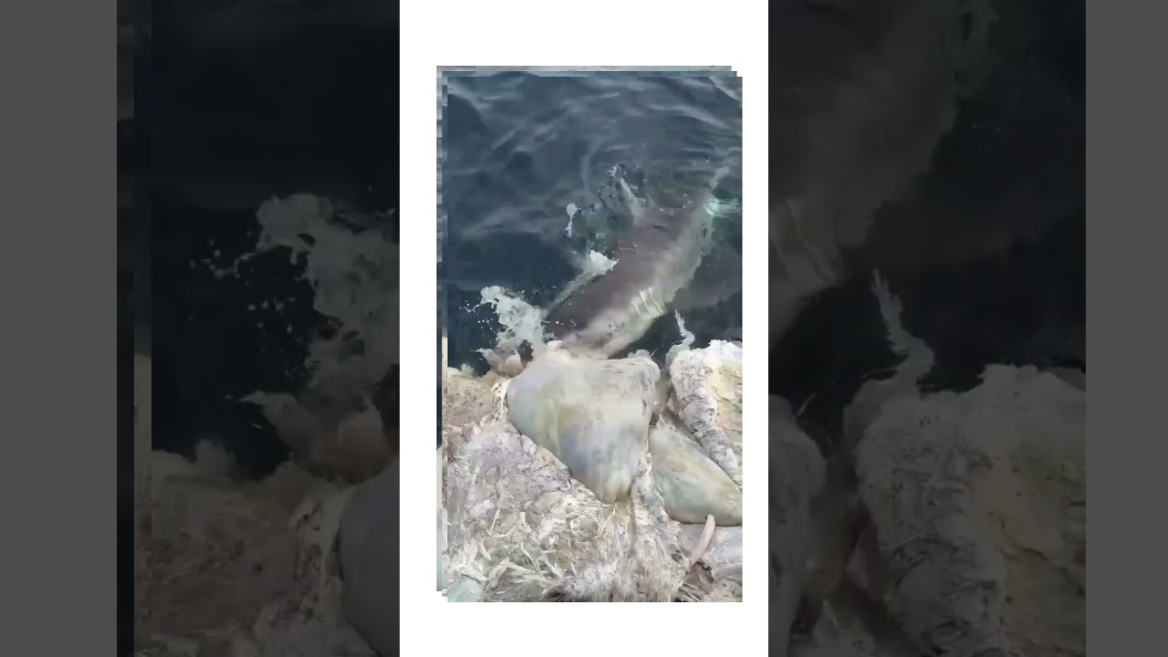 ＊サメ・クジラ　オーダー受付中＊ サメと漂流クジラと式根島 | 式根島マガジン｜東京の離島