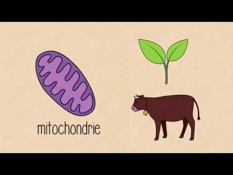 Vidéo: Quels organismes peuvent réaliser la photosynthèse et la respiration cellulaire ?