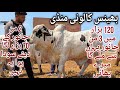 Bhains Colony Mandi Karachi Cattle Latest Rates Update Monday 27 May 2024 | Cow Mandi 2024