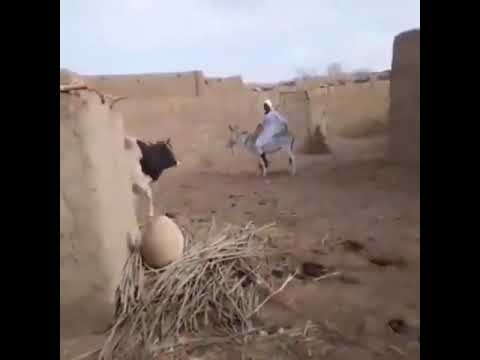 اذا لم تضحك فاعلم ان الشيطان منعك