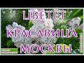 Цветущая сирень «Красавица Москвы»  Цветёт непревзойденная по красоте сирень