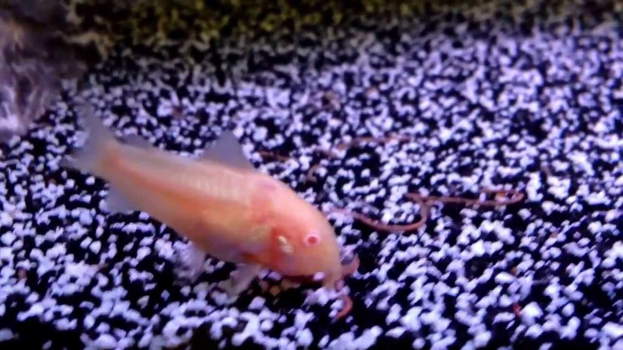Albino Cory catfish feeding YouTube