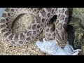 Feeding some hungry hognose snakes
