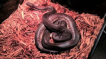 Savu Python laying eggs 2020