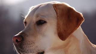 Labrador Dog Barking Sound - The Sound efeect