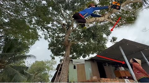 Cưa Cây Xà Cừ Quá To Nghiên Trên Nóc Nhà Quá Khó Cho Thợ Cưa 