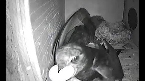 Gierzwaluw verwijderd eitje uit nestkast