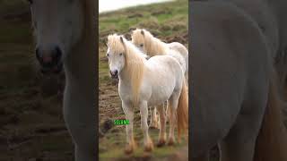 Pulau kuda sable island #shorts