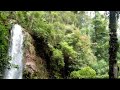 Surganya Master Kicau Di Hutan Paru Paru Dunia Terapi Burung Setres Mp3 - Mp4 Download