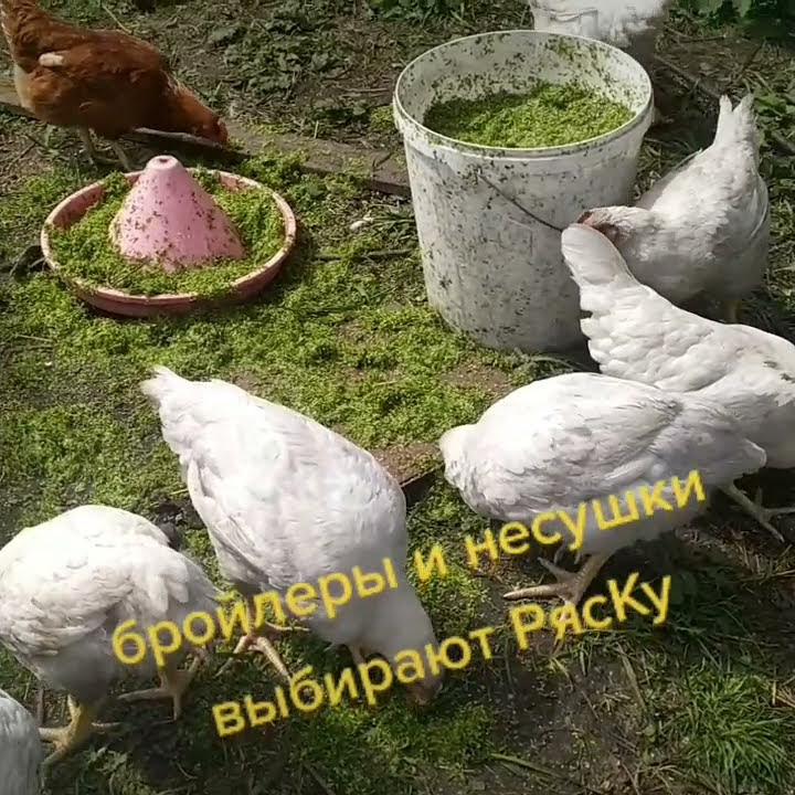 ряска корм куриный бесплатно - YouTube