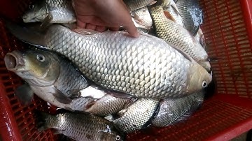 thử kích cá 4 fet được cá chép khủng