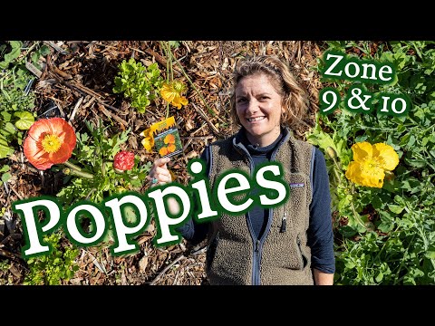 Vídeo: Island Poppy Care - Como cultivar papoulas do Ártico no jardim