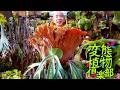 【告知解禁】変態植物倶楽部 〜列島縦断！ひょうろくの未確認変態は何処に〜 ／珍奇植物を求めて旅する新企画／3月27日(金)深夜1時45分スタート！（テレビ大阪・TVer・YouTube）