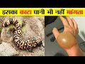 सुन्दर दिखने वाले जानवर जो आपकी जान ले सकते हैं। CUTE ANIMALS THAT COULD KILL YOU VERY QUICK.