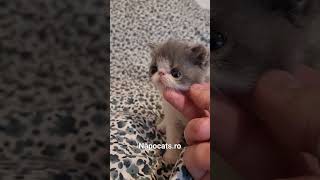 Napocats.ro | Exotic Shorthair boy: Amore Mio by Napocats, Exotic Shorthair & Persian Cats 35 views 6 months ago 1 minute, 10 seconds