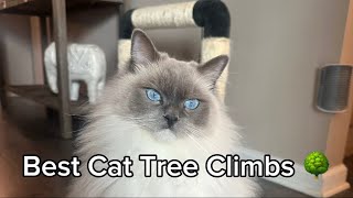 Cat Climbing Trees ~ caught on camera ~ by The Lexi Bunch 199 views 1 month ago 1 minute, 10 seconds