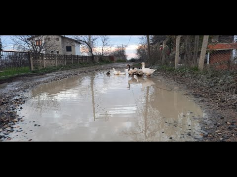 Döşemedibi Mah.Bayramca Yolu Sokakta Ördekler Yüzüyor…