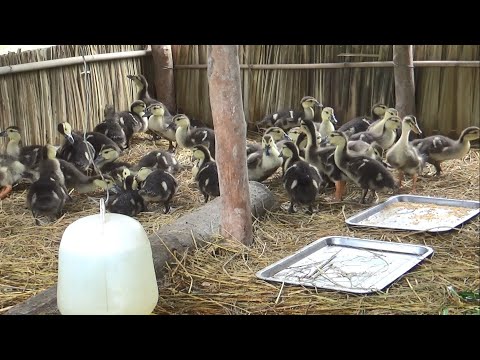 Video Vịt Xiêm Ấp Nở Tách Con Sau Bao Nhiêu Ngày Thì Đẻ Lại? - youtube