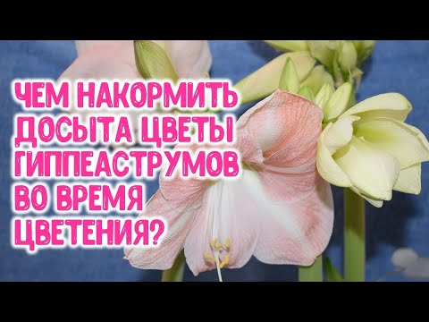 Kā pabarot hippeastrum istabas ziedus ziedēšanas laikā?