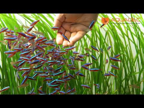 Neon Tetras (Paracheirodon innesi) -  AQUADEC.ro