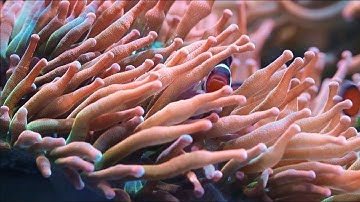 Soothing Rose Bubble Tip Anemone with Clownfish