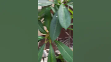 Song Music Cover 