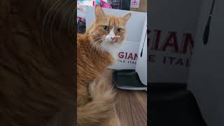 Anyone else feel that special bond to protect your fur baby at all costs? #OrangeCat #FurBaby #pbc30