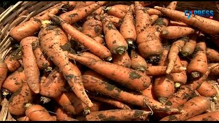 Carrot farming helps farmers a lot - Paadi Pantalu