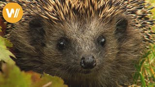 Ein Schlafplatz für den Igel  Vorbereitung für den Winterschlaf der Gartenbewohner