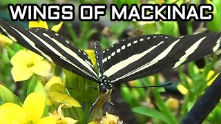 The Wings Of Mackinac Butterfly Conservatory Was A Fun Stop On Our Carriage Tour!