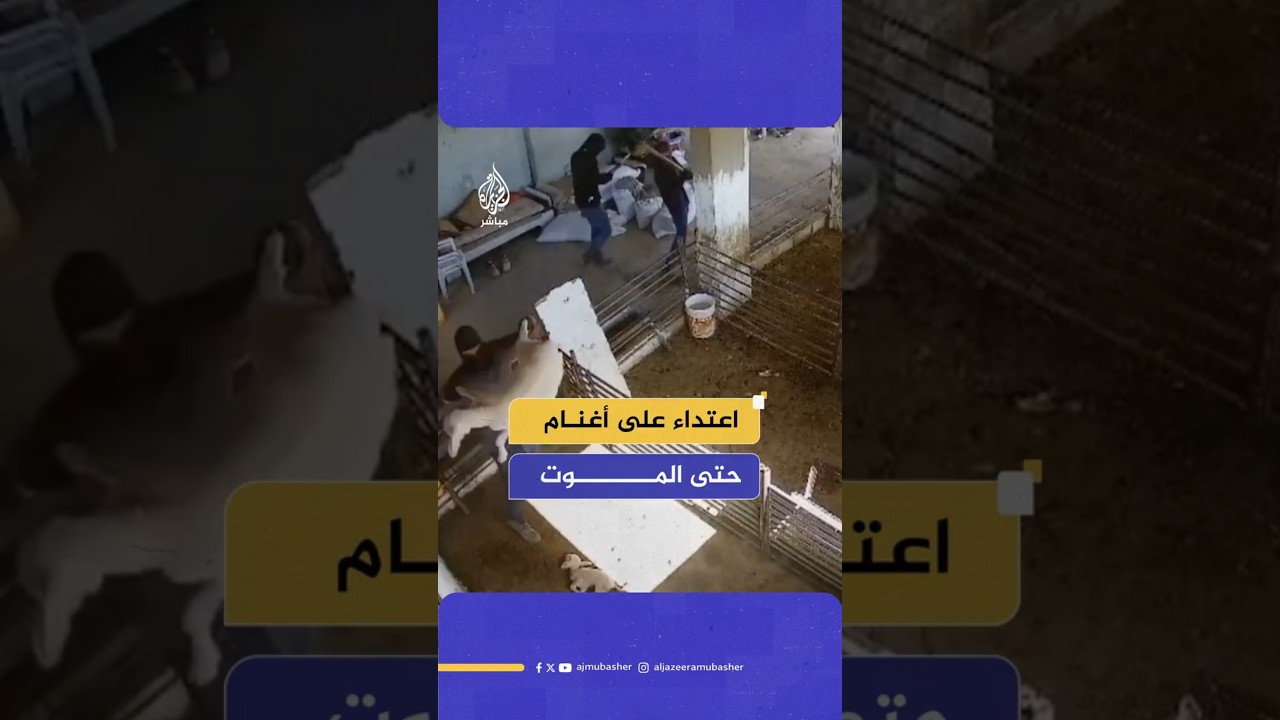 اعتداء على أغنام حتى الموت