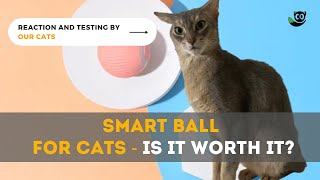 Smart Rotating Ball for Cats - Is It Worth It? Our Testing Together with Cats by Meow Moments 252 views 11 months ago 3 minutes, 50 seconds