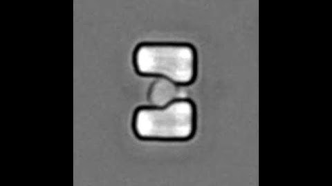 Yeast cell arrested in unbudded state-Automated Yeast Dissection Chip