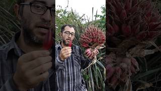 Cocuixtle: Fruta Exótica y Medicinal 🍍 #timbiriche #plantas #campo #frutas #botánica #fruit #fruits