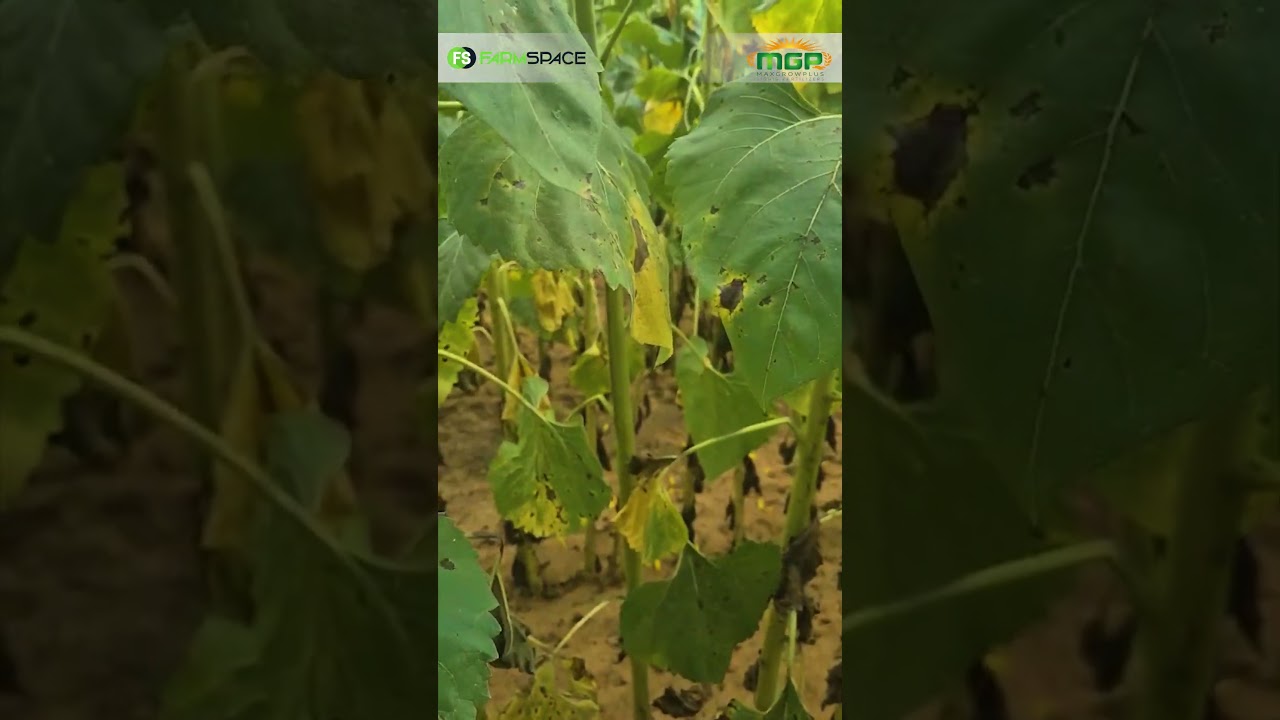 Werk MaxGrowPlus se kunsmis regtig op sonneblomme?