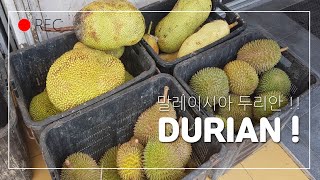 ?? MALAYSIA DURIAN ?? / 말레이시아 두리안 집에서 직접 열어보기 / Durian Price 두리안 가격