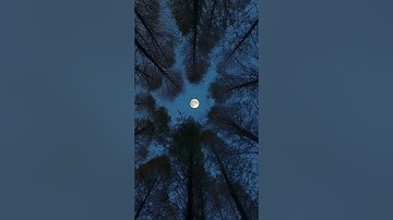 اواخر سورة الفجر بصوت الشيخ عبدالعزيز سعود الشمري