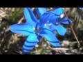 Gitanilla menuda gentiana sierrae wwwriomoroscom