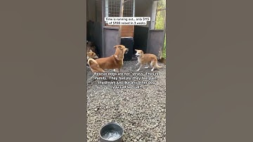 3 Weeks gone… Only $115 raised. 48 Rescue Dogs Waiting for Food 💔 #rescue #shorts #dog #adopt #love