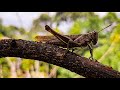 🦗Saltamonte, chapulin o langosta Café, mira como mueve su mandíbula