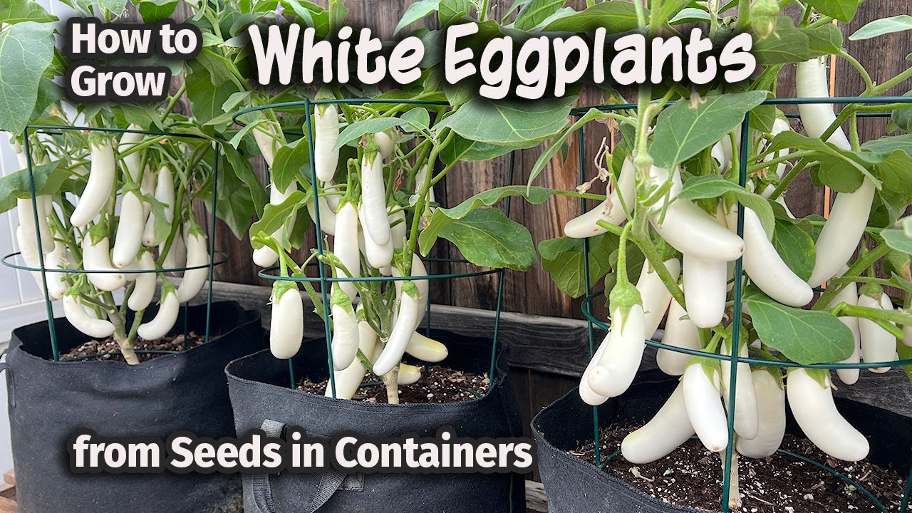 How to Grow White Eggplants from Seed in Containers | Easy planting guide