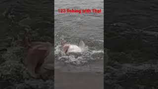 When Striper Run